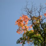 Bigtooth Maple near the 4th of July Canyon camp ground