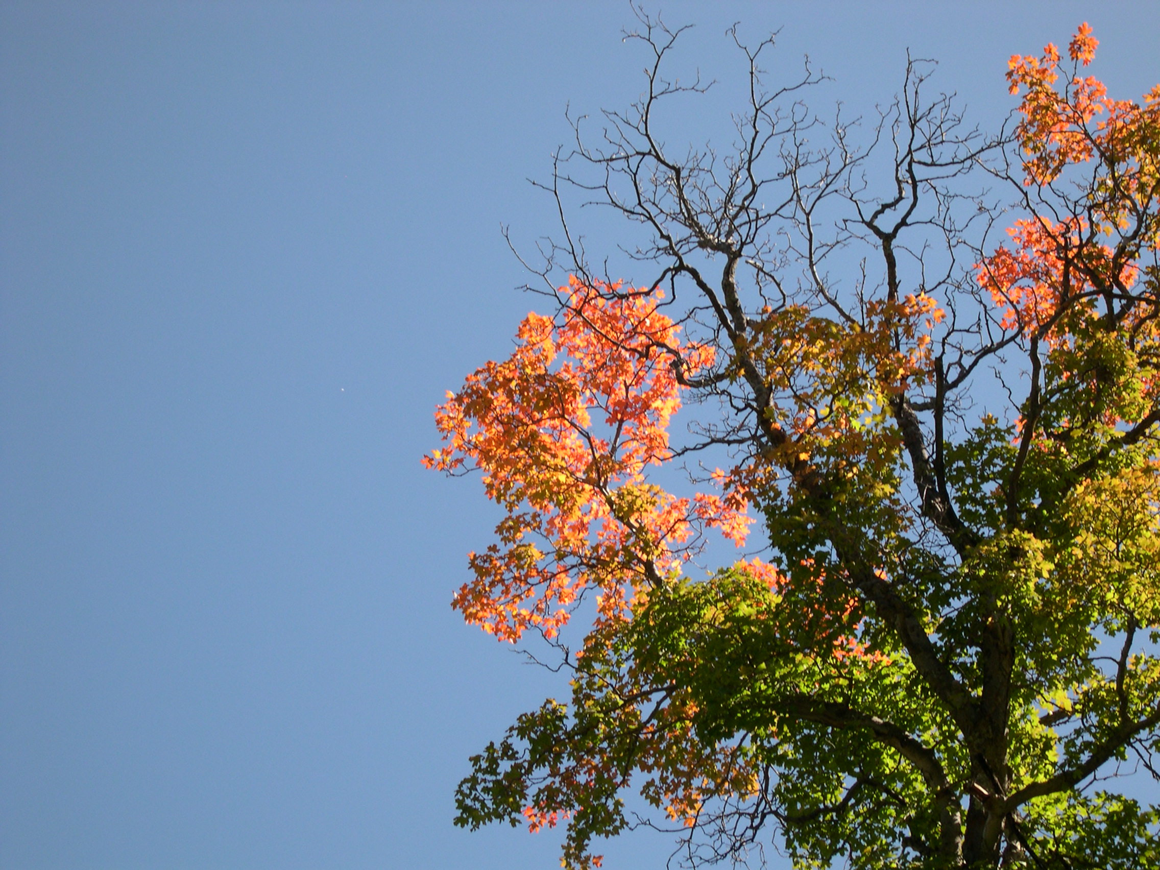 Bigtooth Maple near the 4th of July Canyon camp ground