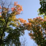 Bigtooth Maple near the 4th of July Canyon camp ground