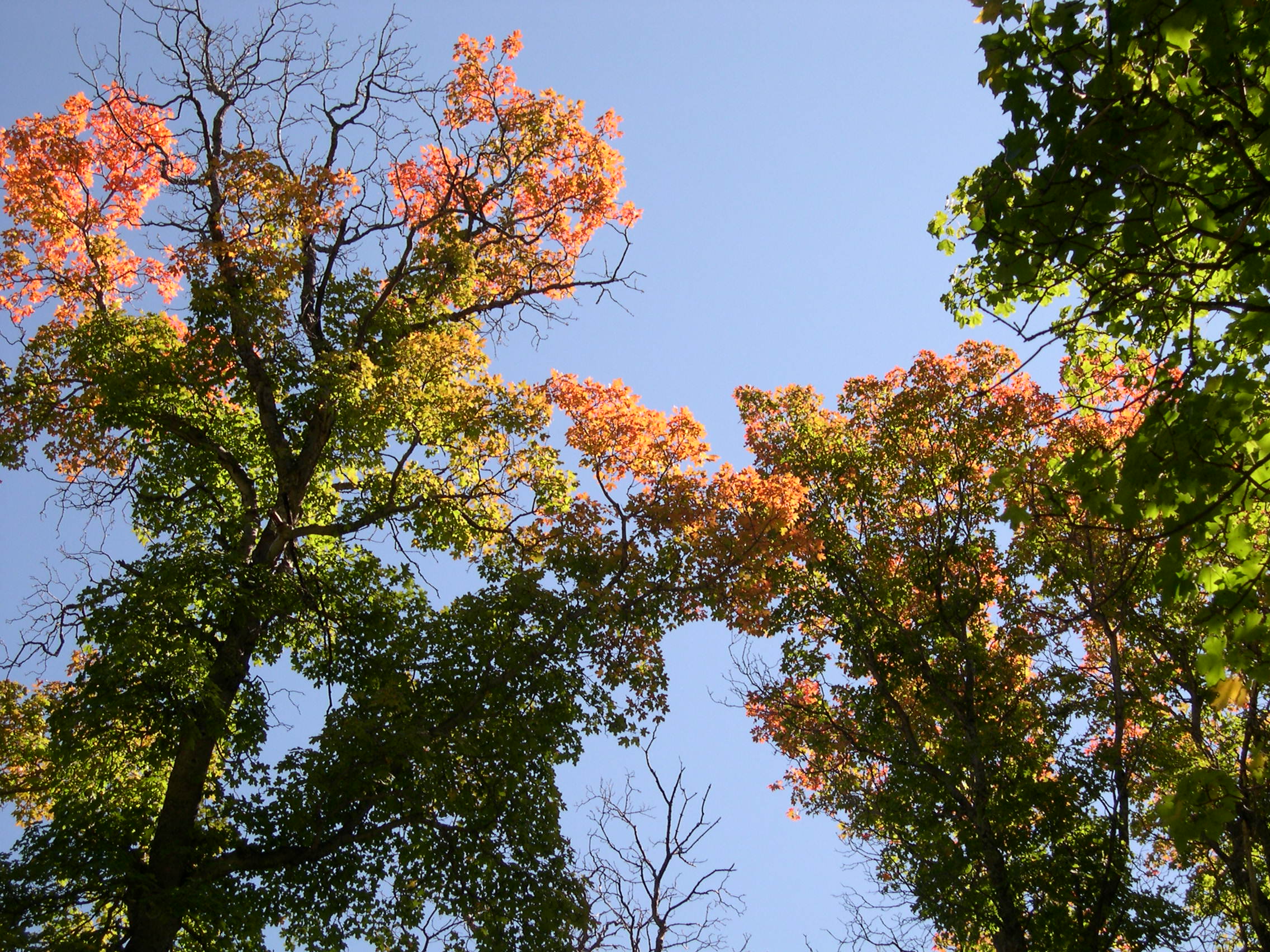 Bigtooth Maple near the 4th of July Canyon camp ground