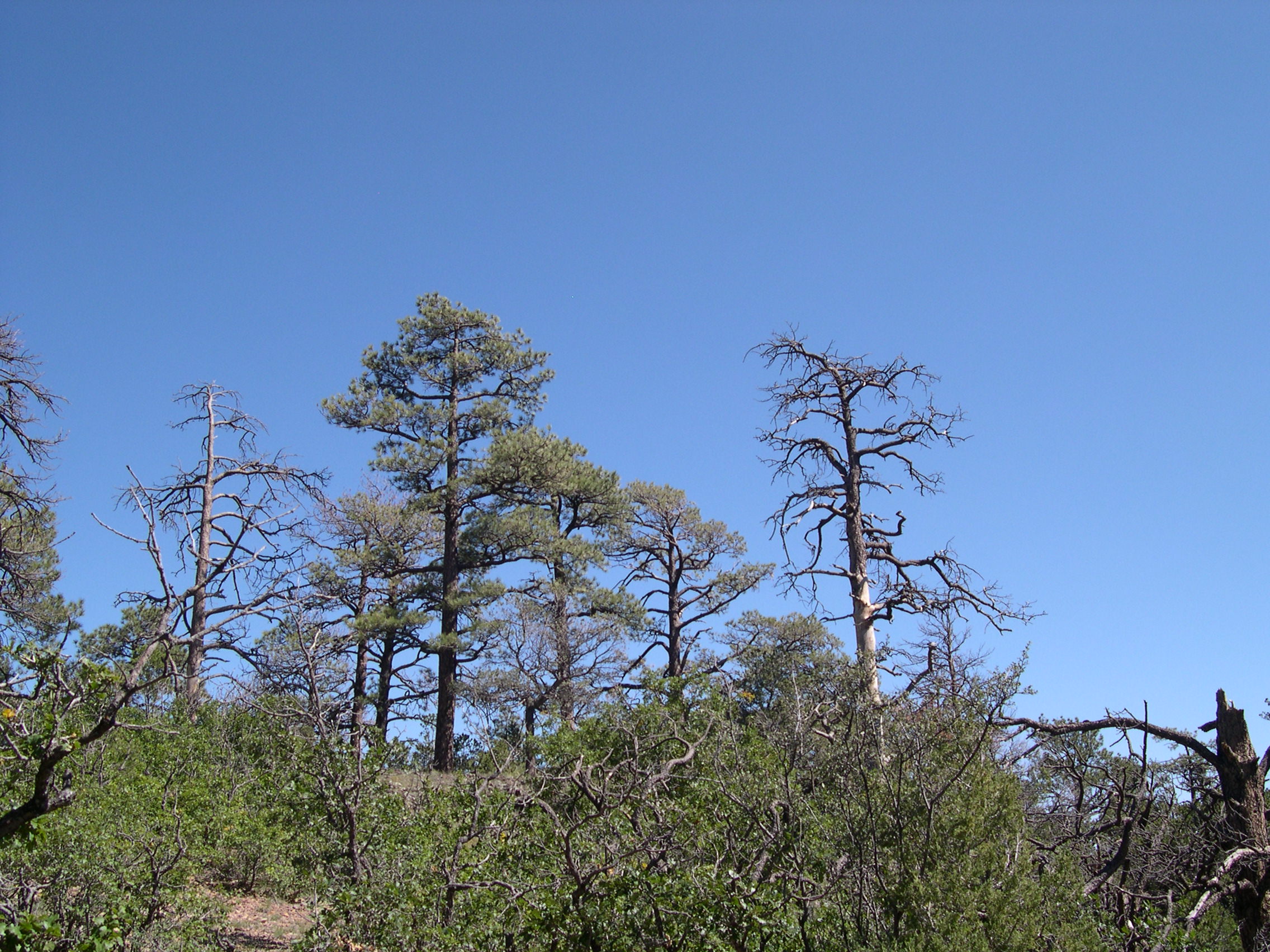 Along the Cerro Blanco Trail