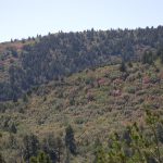 View of the crest from the Cerro Blanco Trail