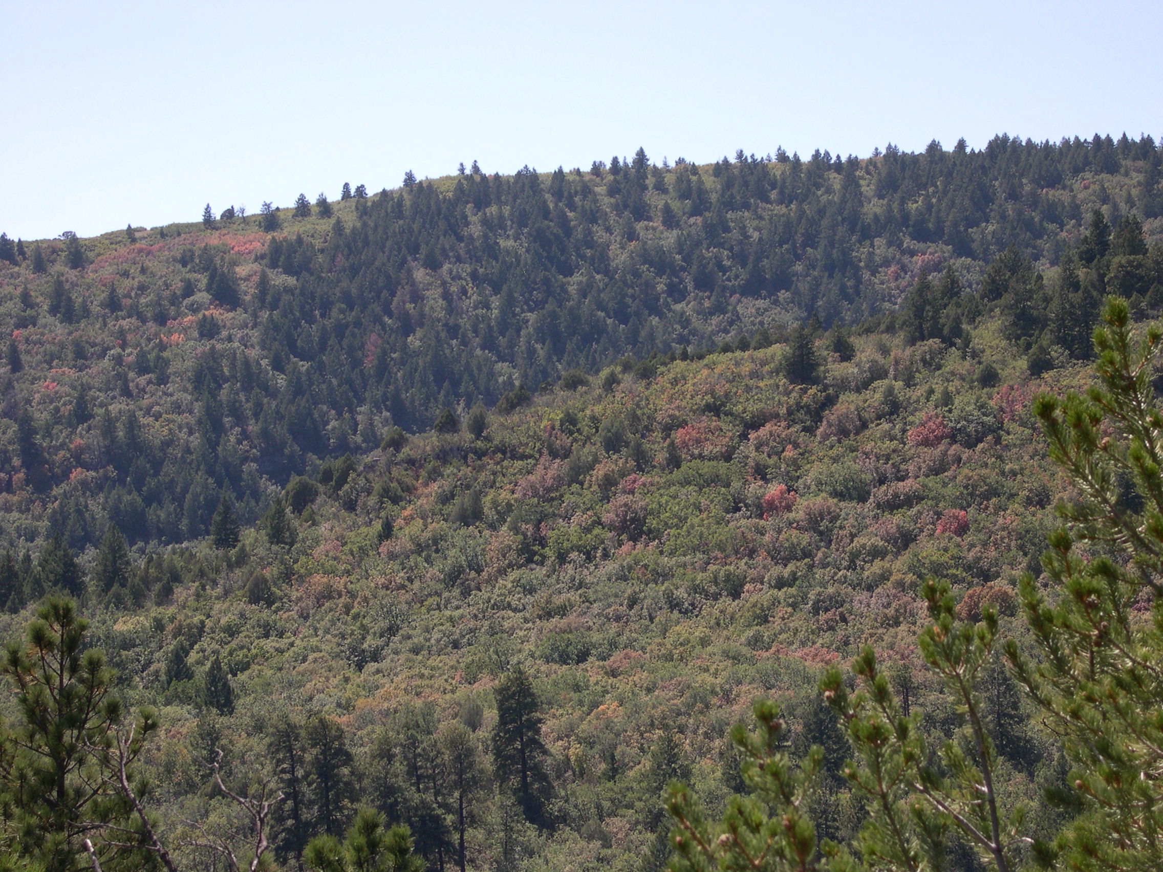 View of the crest from the Cerro Blanco Trail