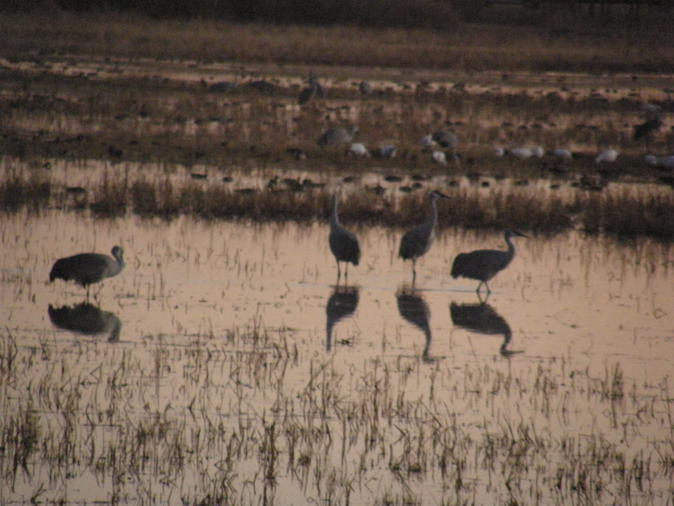Sand Hill Cranes