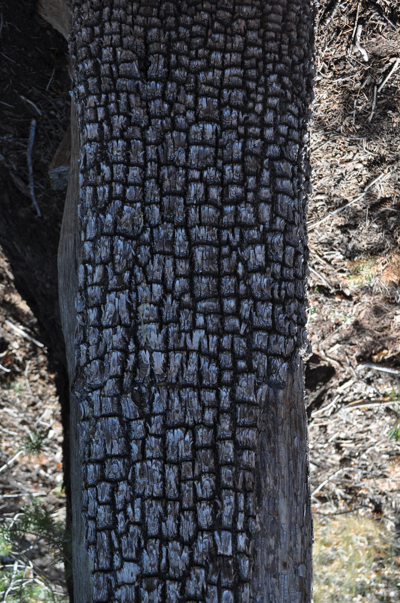 Alligator Juniper