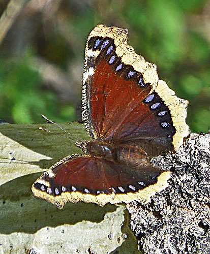 Mourning Cloak Butterfly