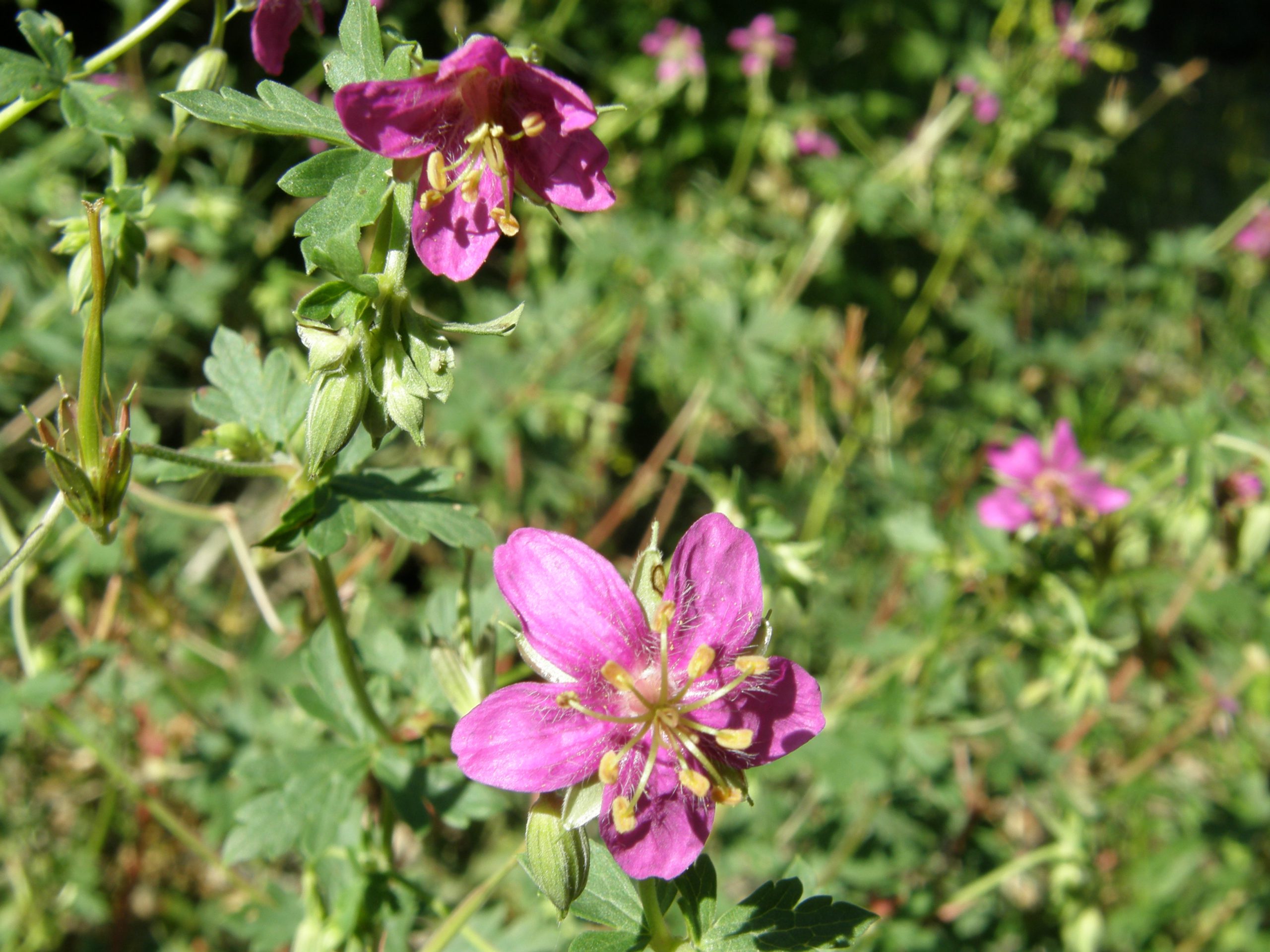 Purple Geranium