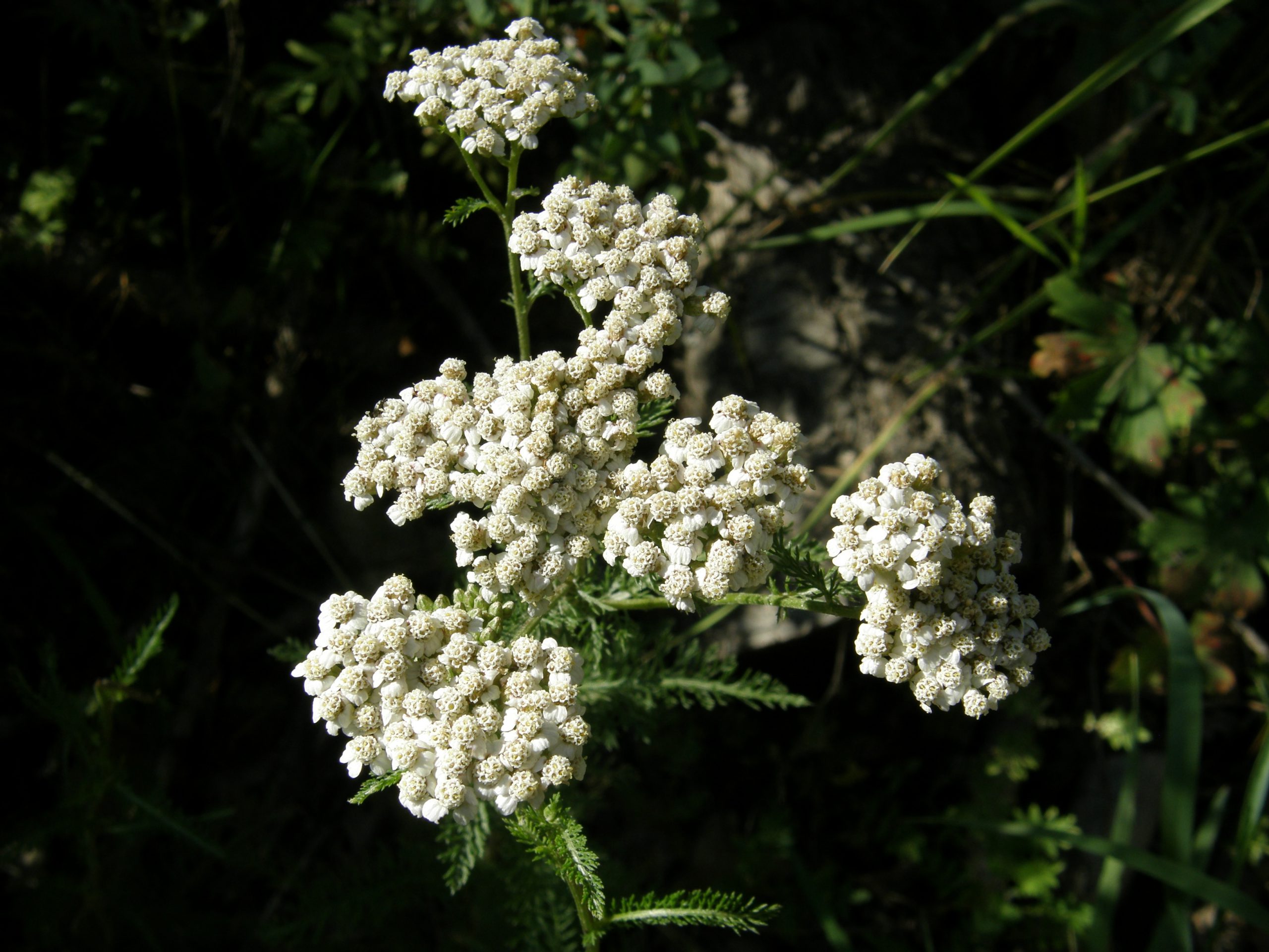 Western Yarrow