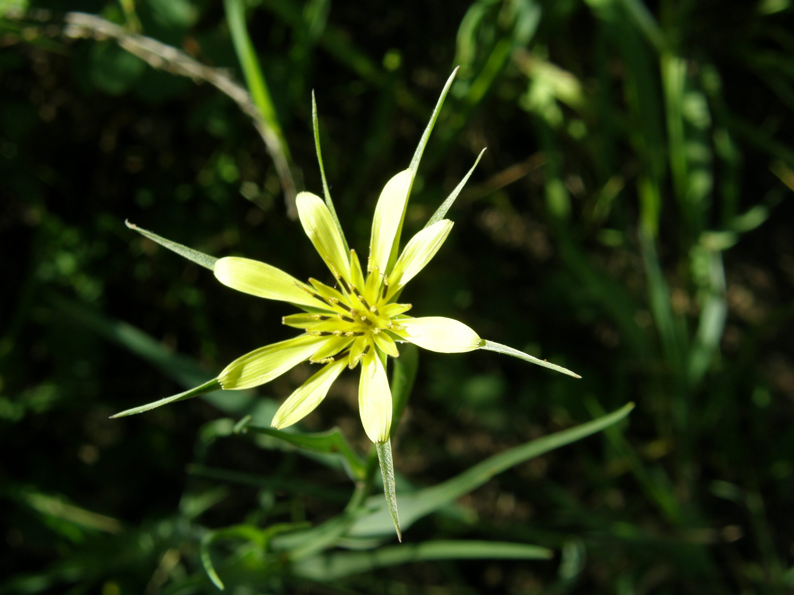 Yellow Salsify