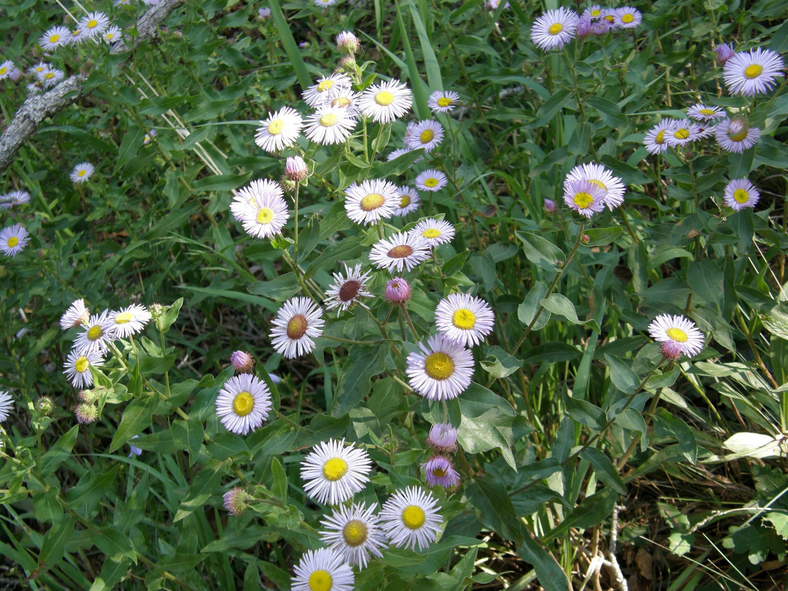 Spreading Fleabane