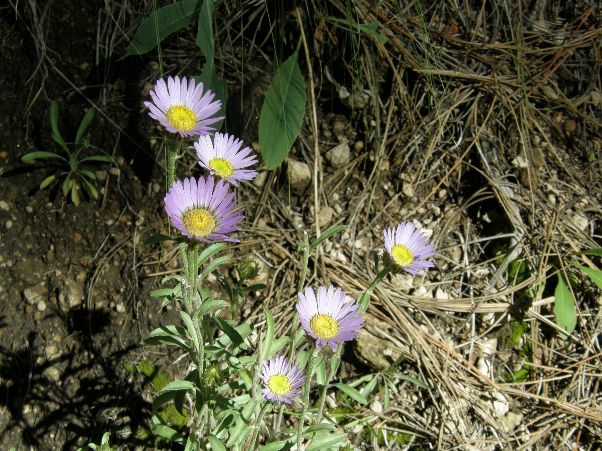 Aster