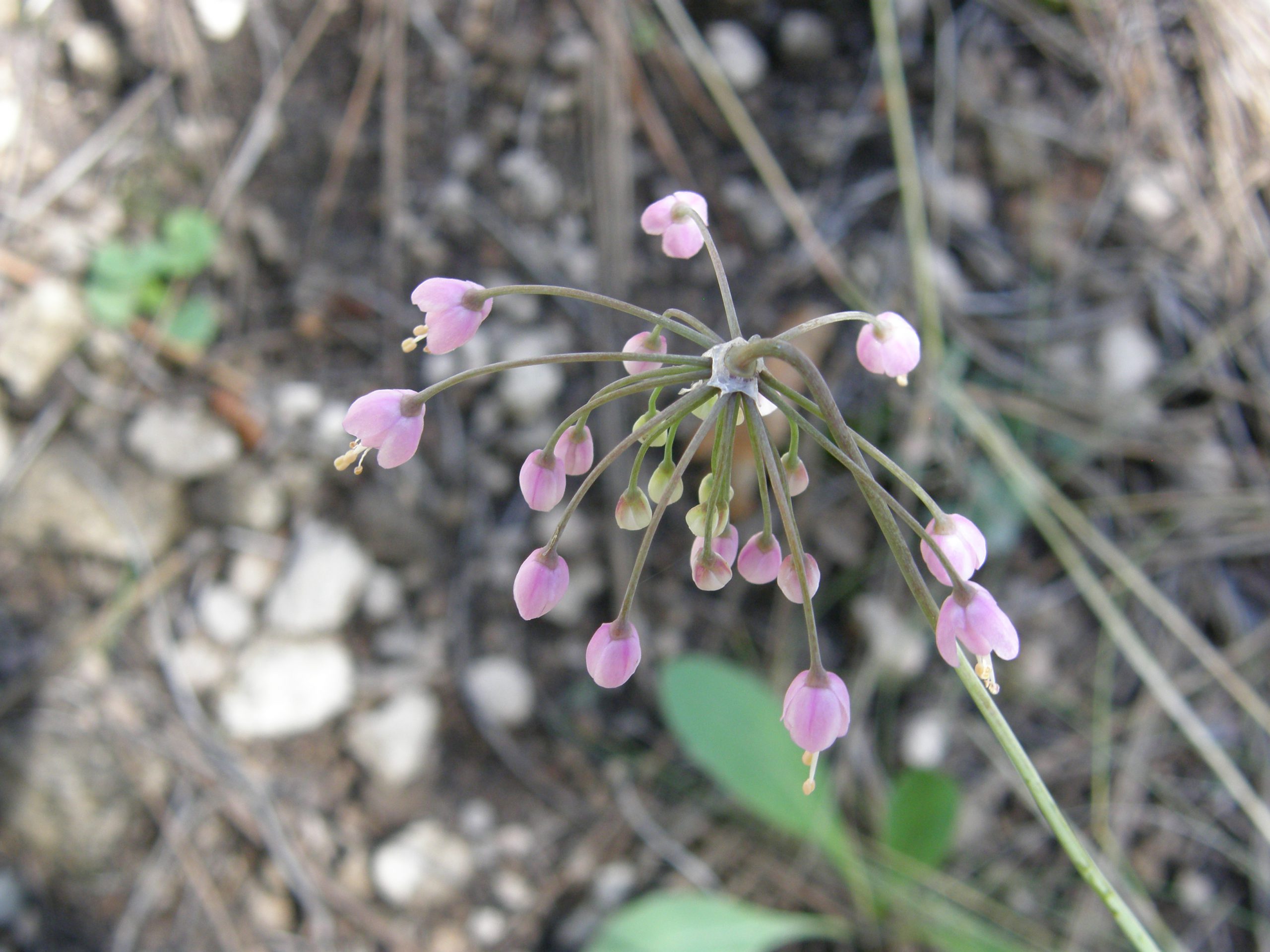 Nodding Onion