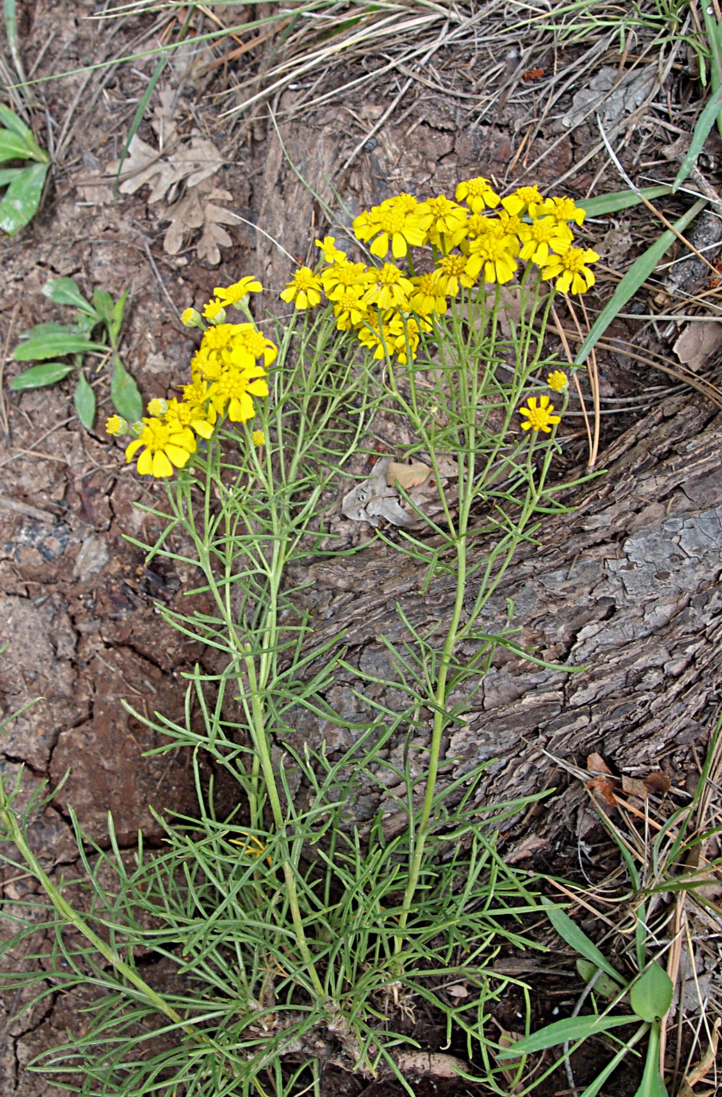 Bitterweed?