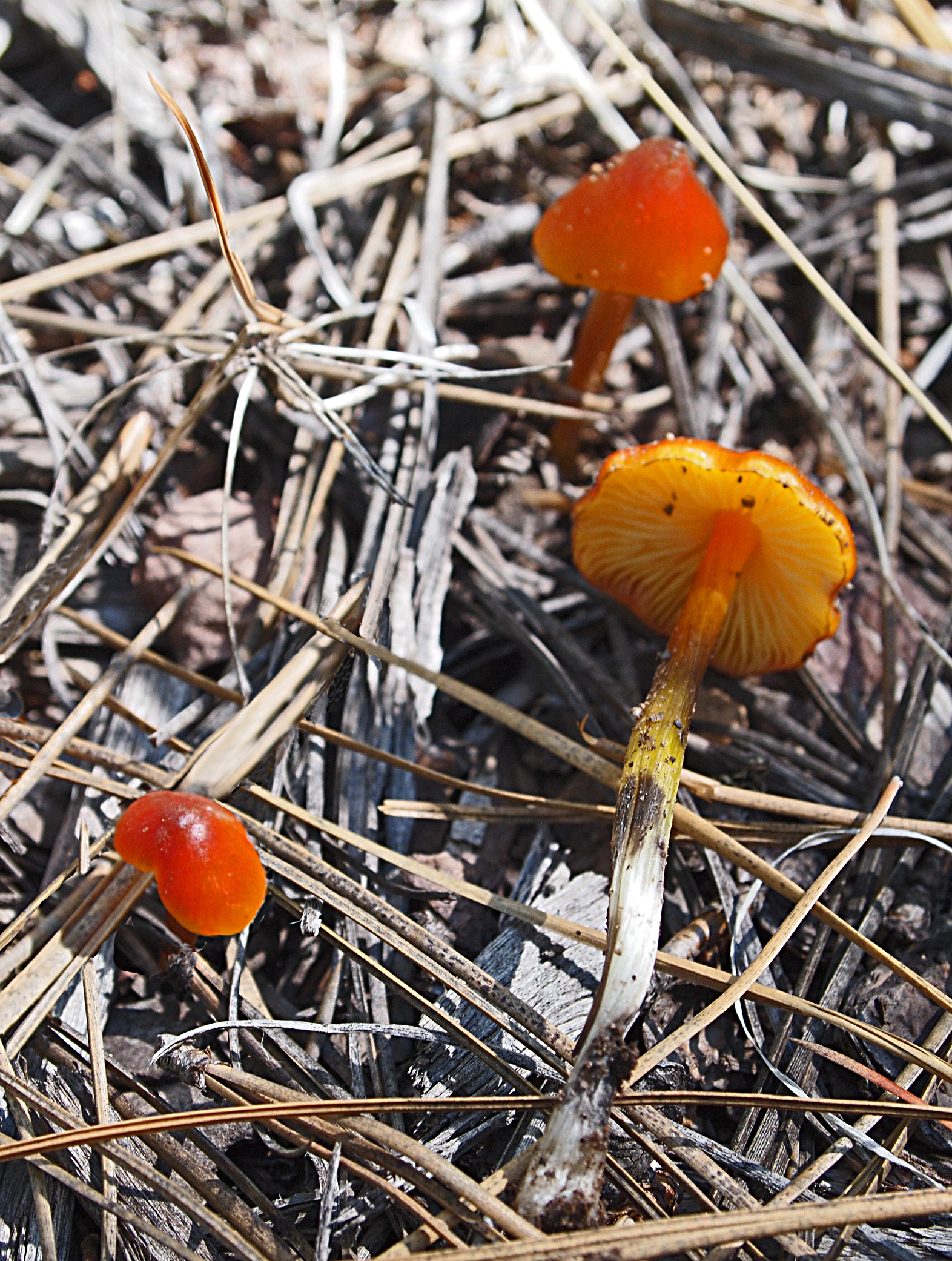 Hygrophous species