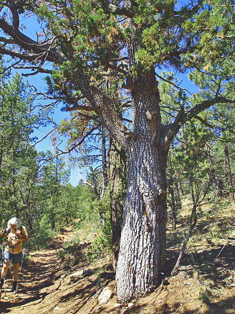Kathleen hiking past a fine example of Alligator Juniper