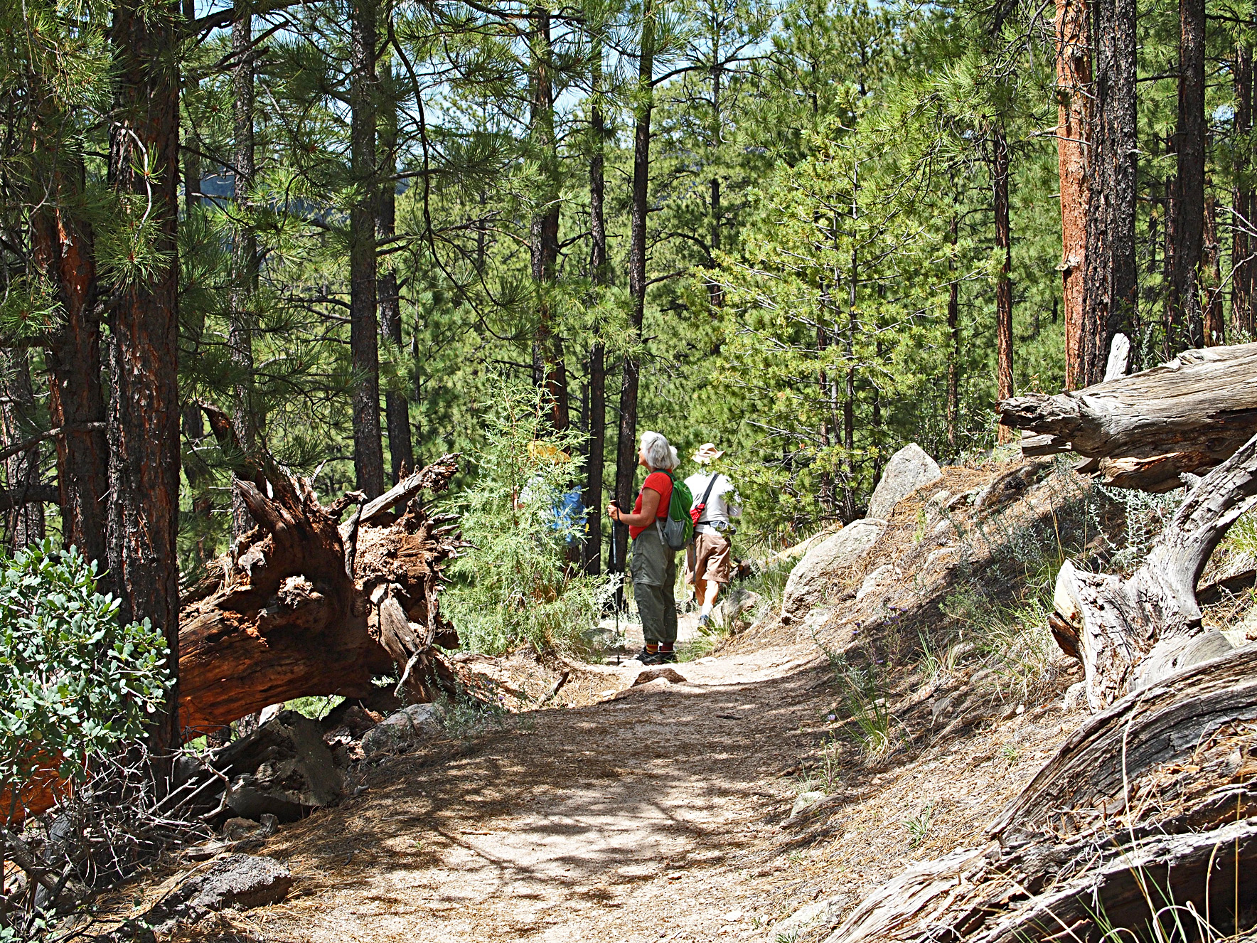 Hikers on The Trail