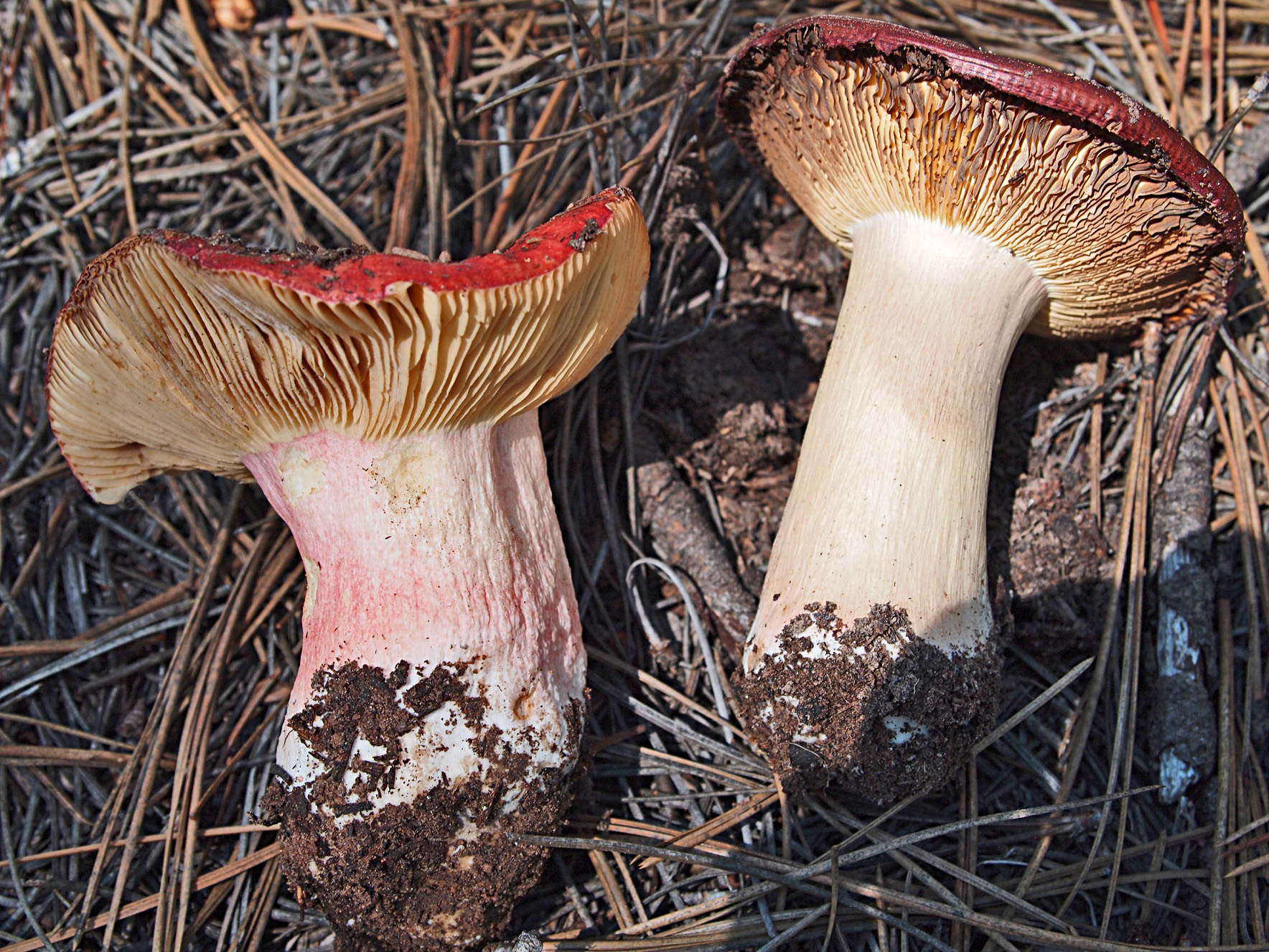 Russula lepida