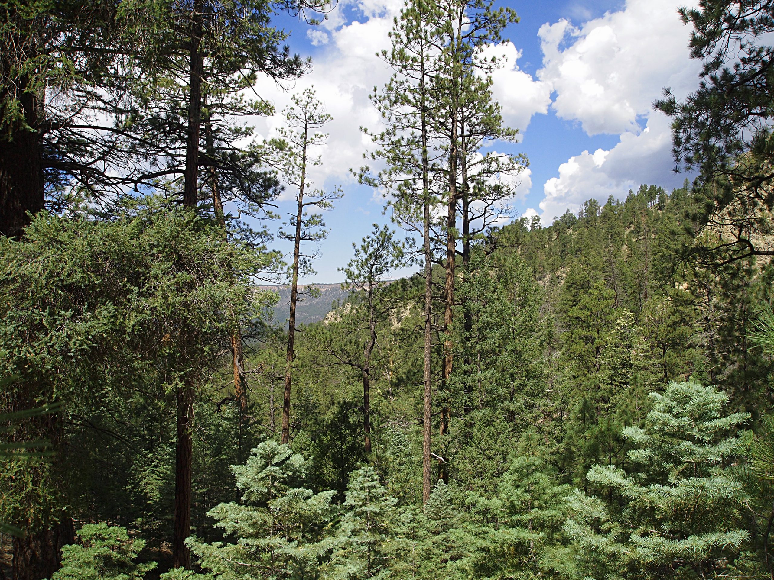 The Jemez