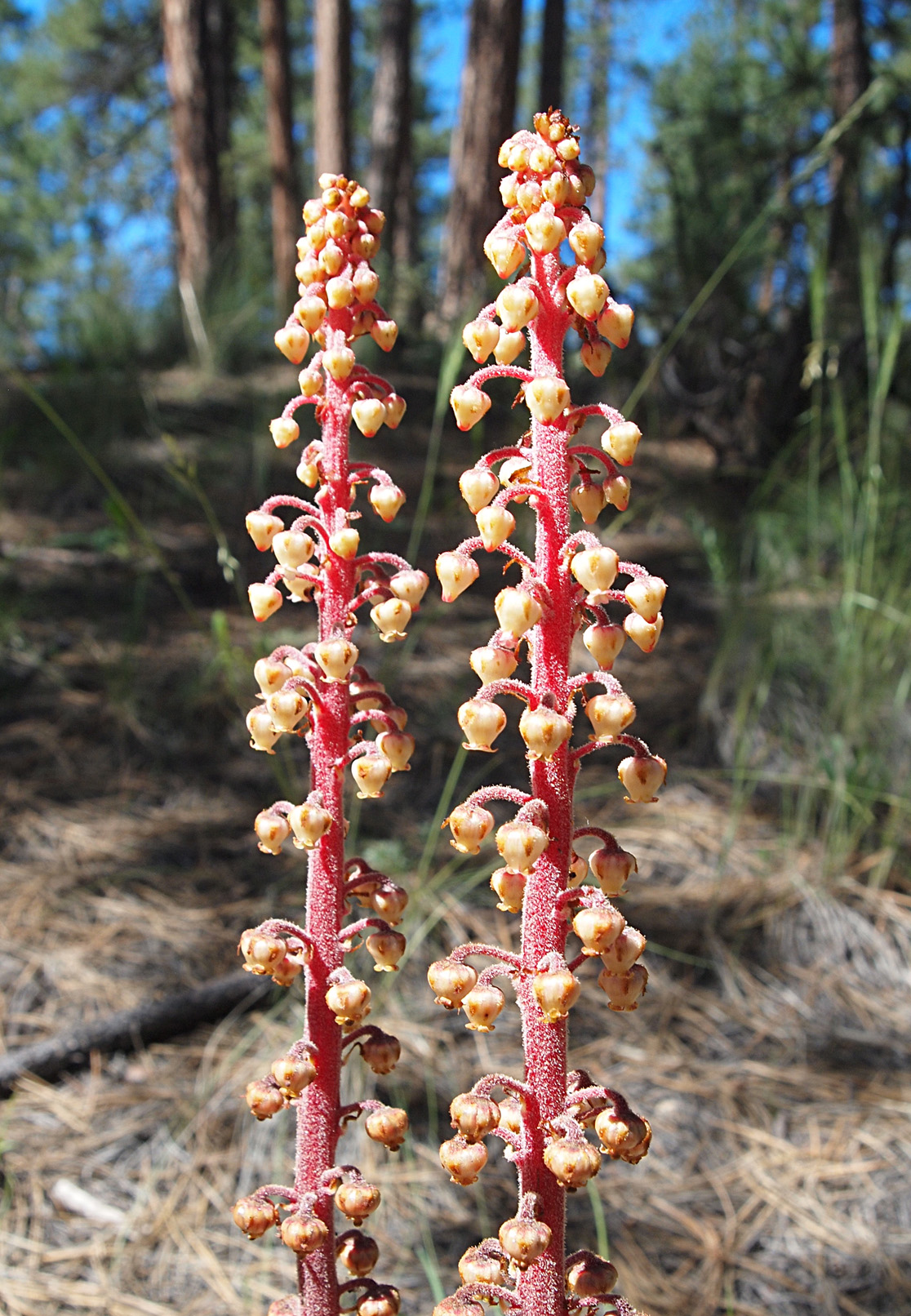 Pinedrops