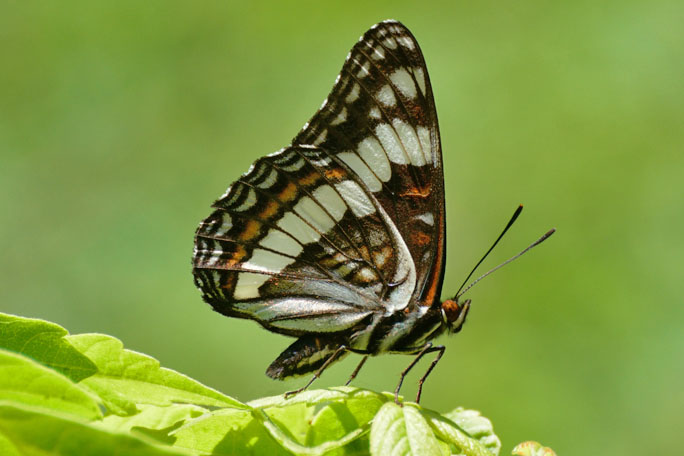 Weidmeyer's Admiral Butt erfly