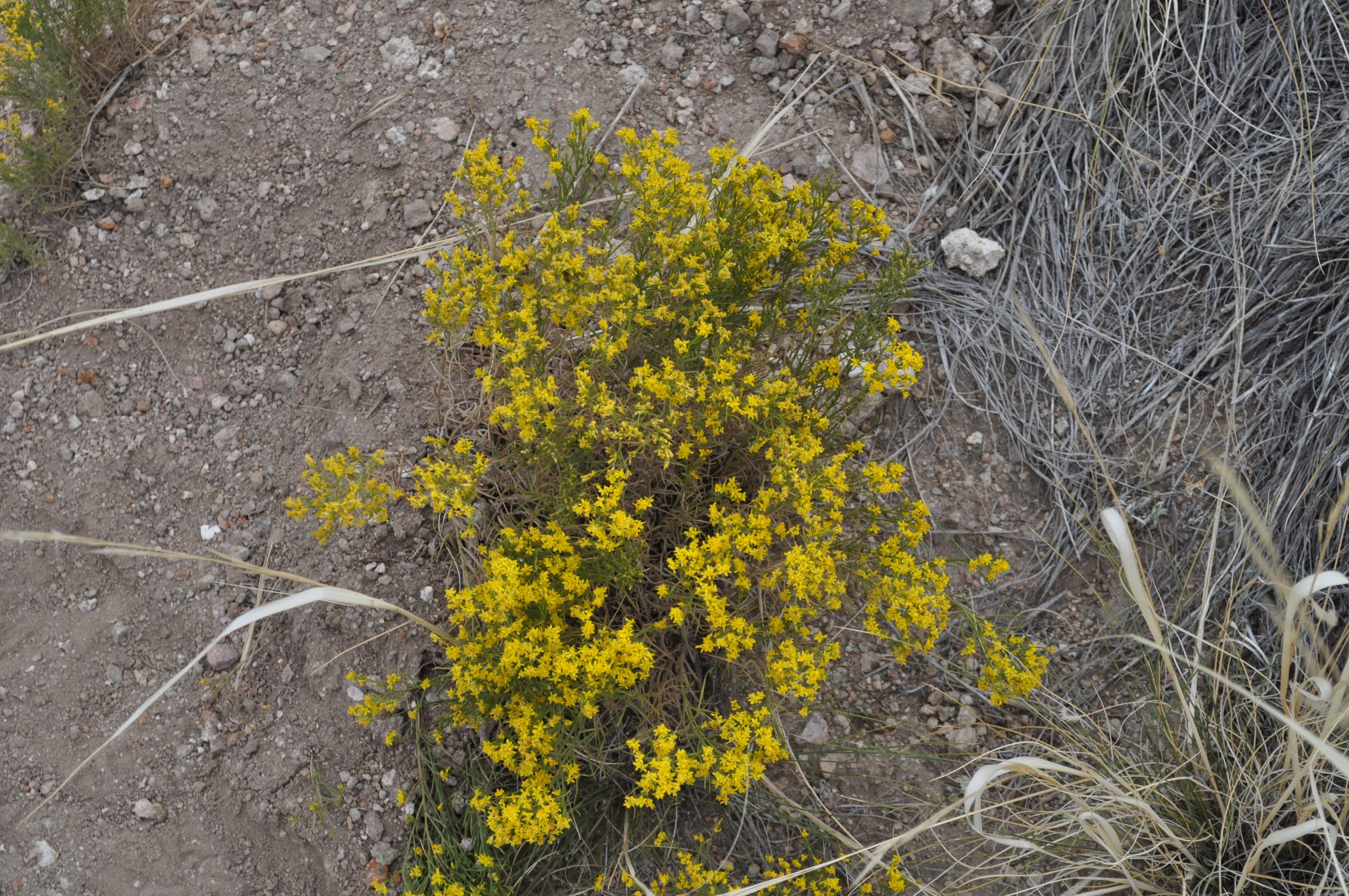 One of the Many Snakeweed plants We Saw