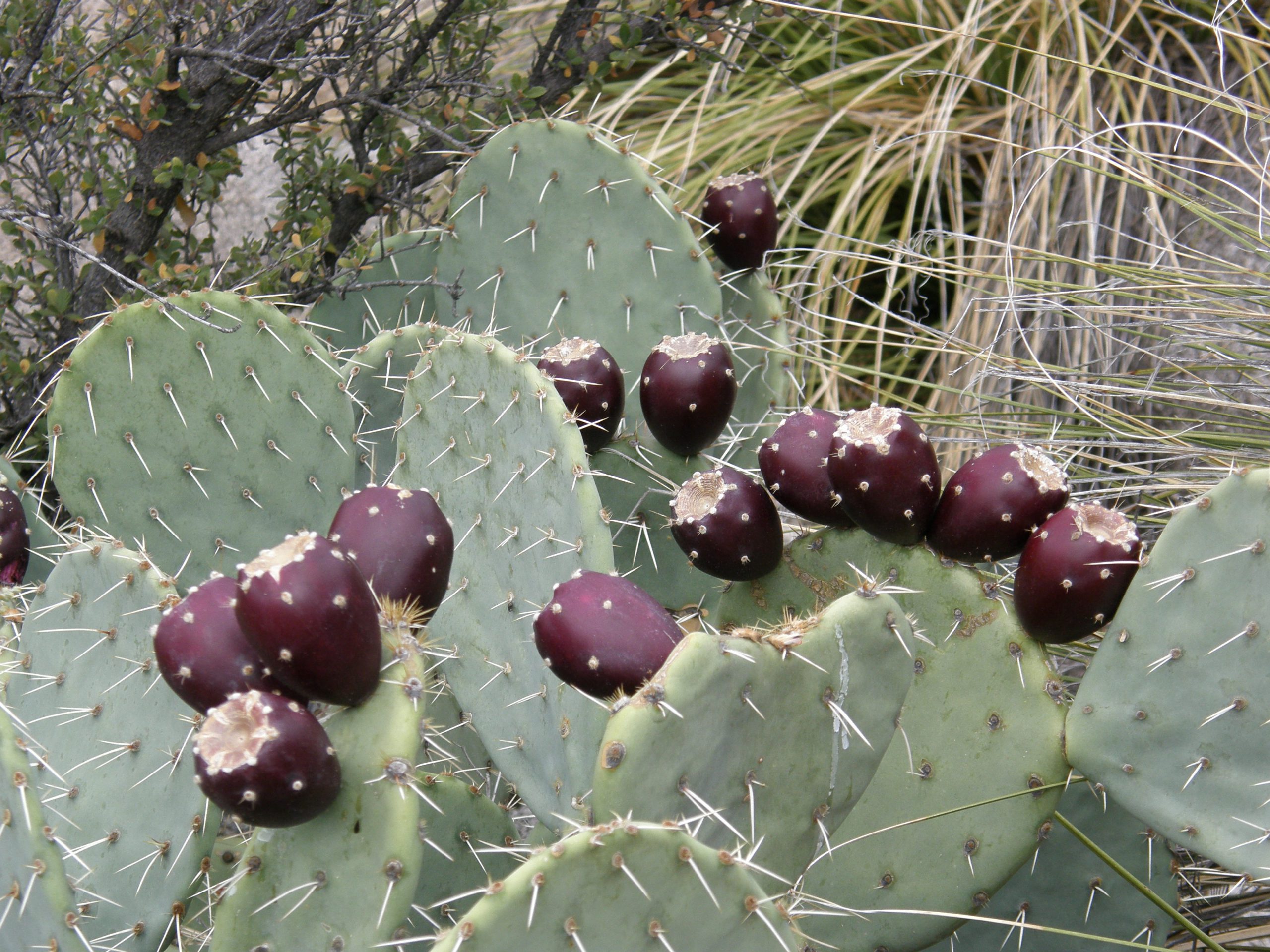 Prickly Pear with Ripe Fruit