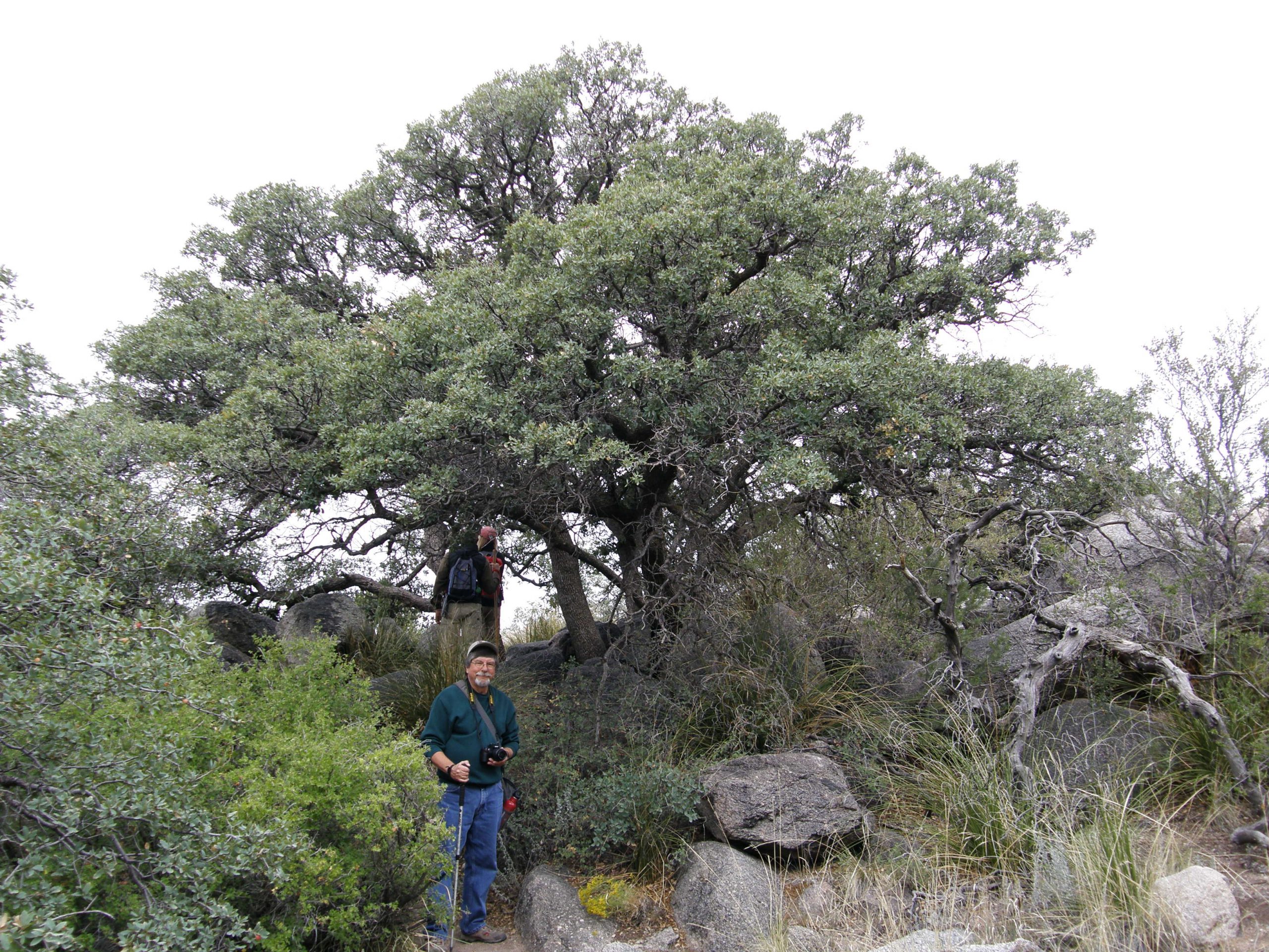 There Were Many Oaks Along the Trail