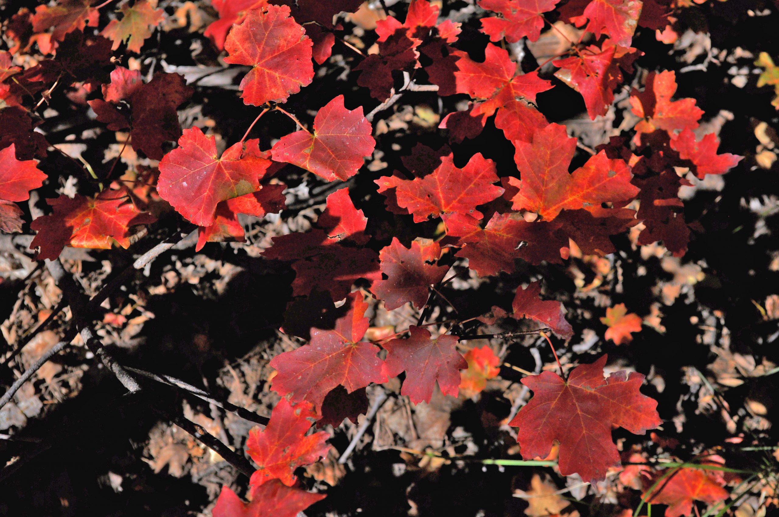 Bigtooth Maple