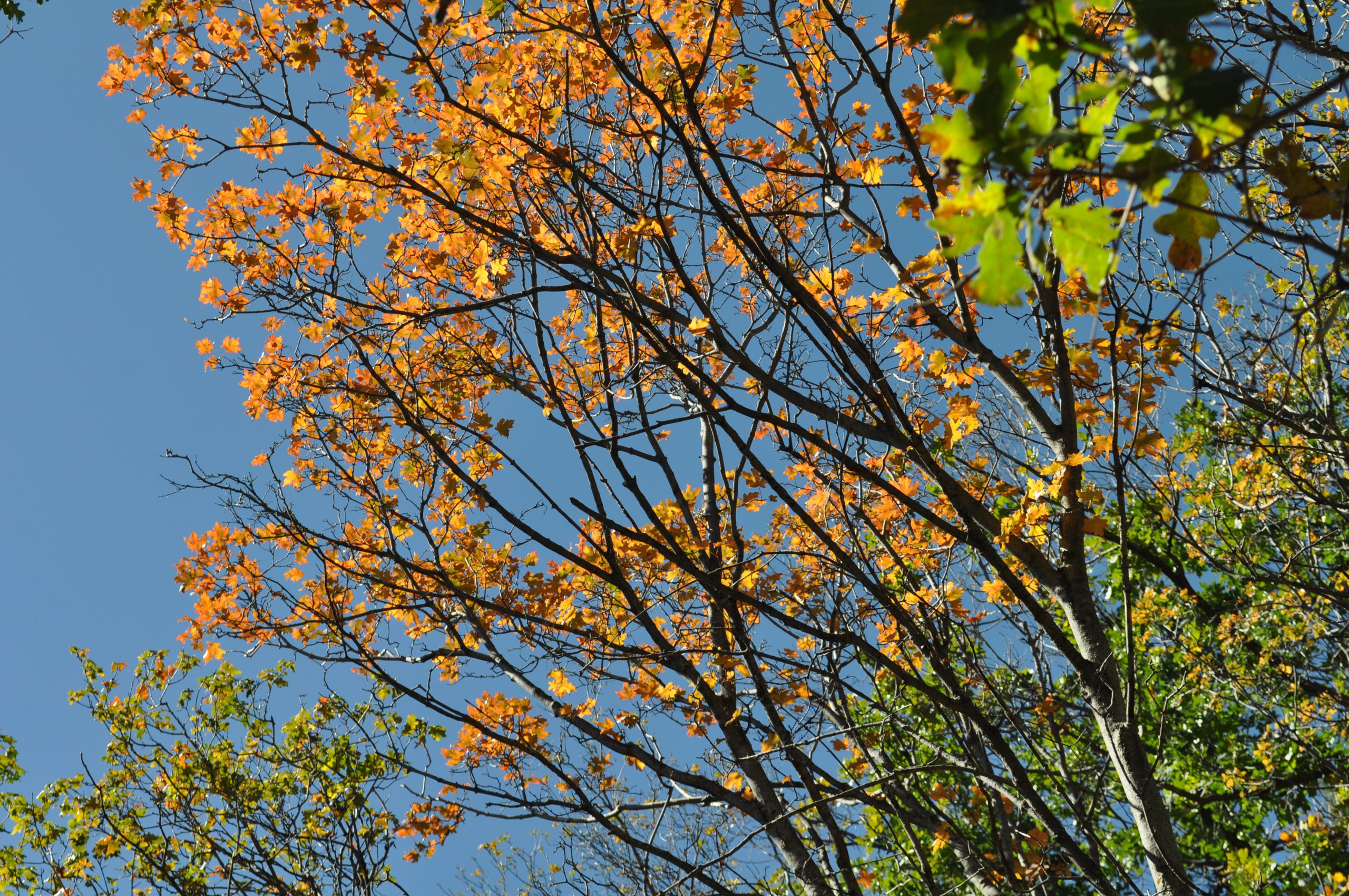 Bigtooth Maple