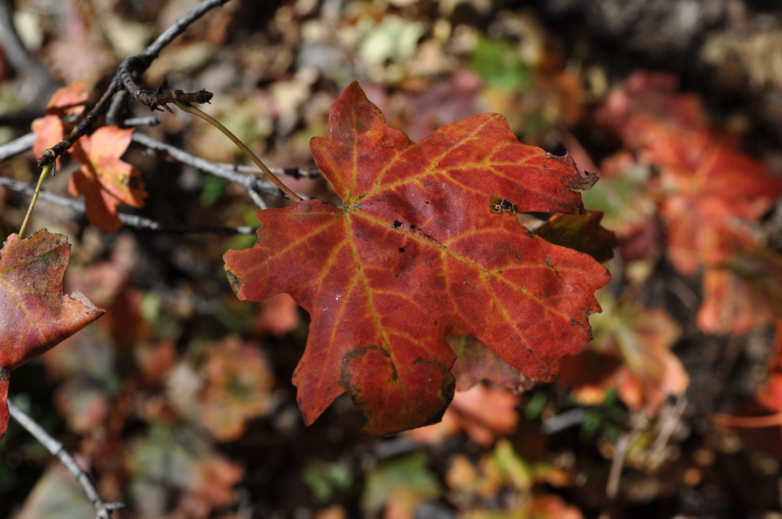 Bigtooth Maple Leaf