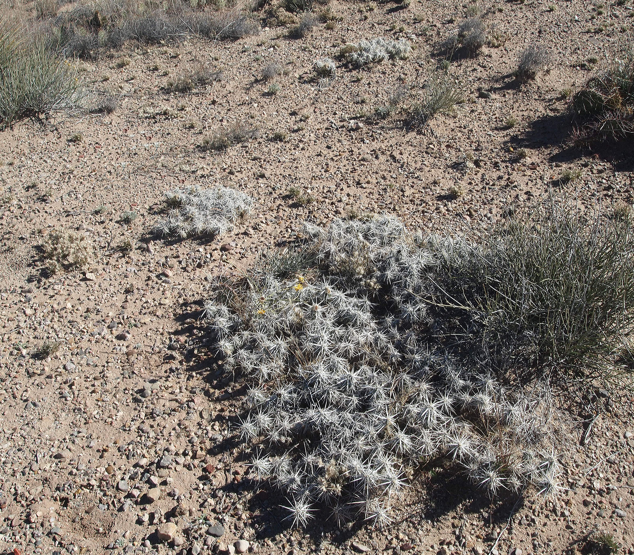 Moss Cholla (by Neal)