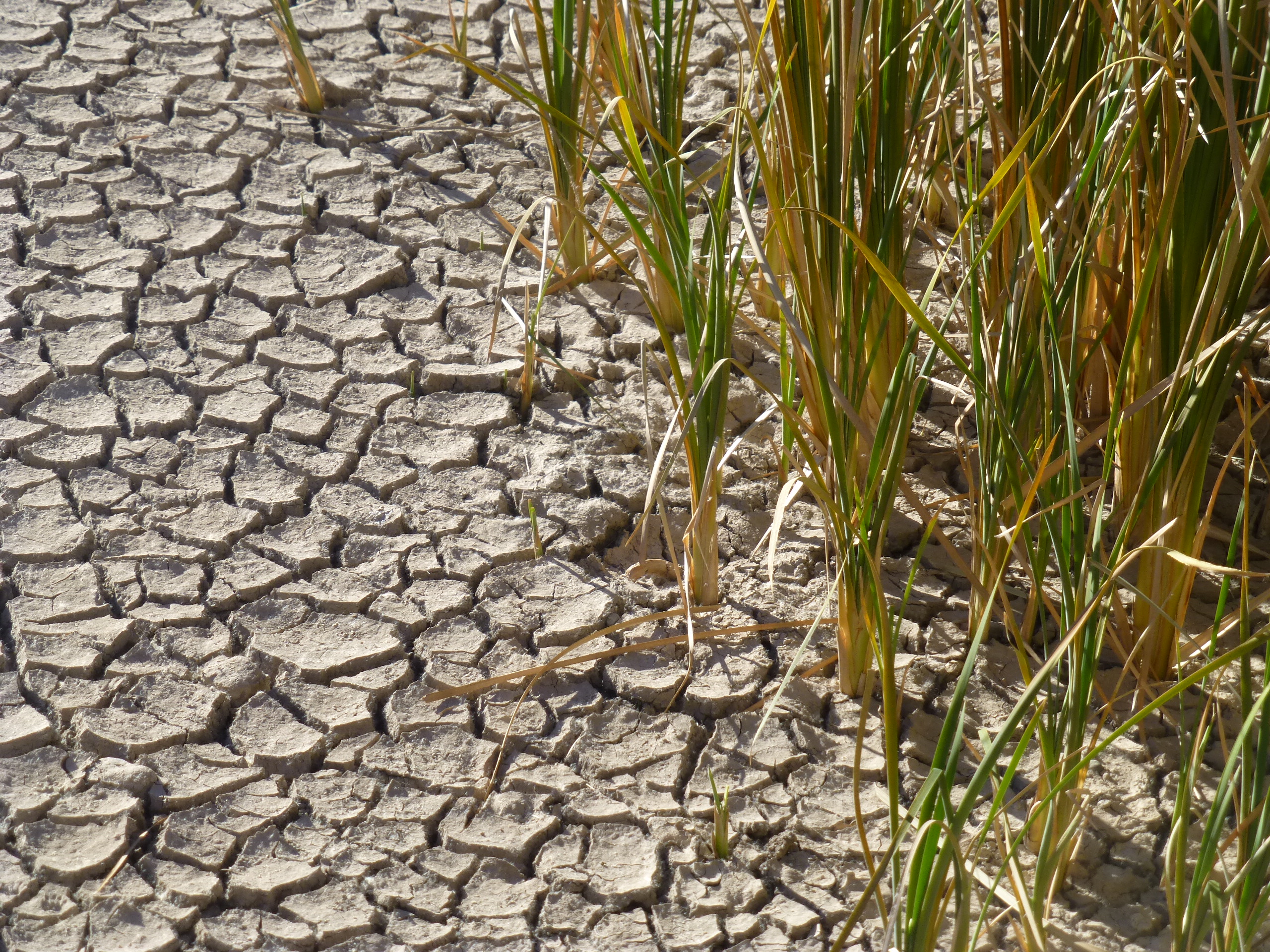 Dry Pond in the Bosque