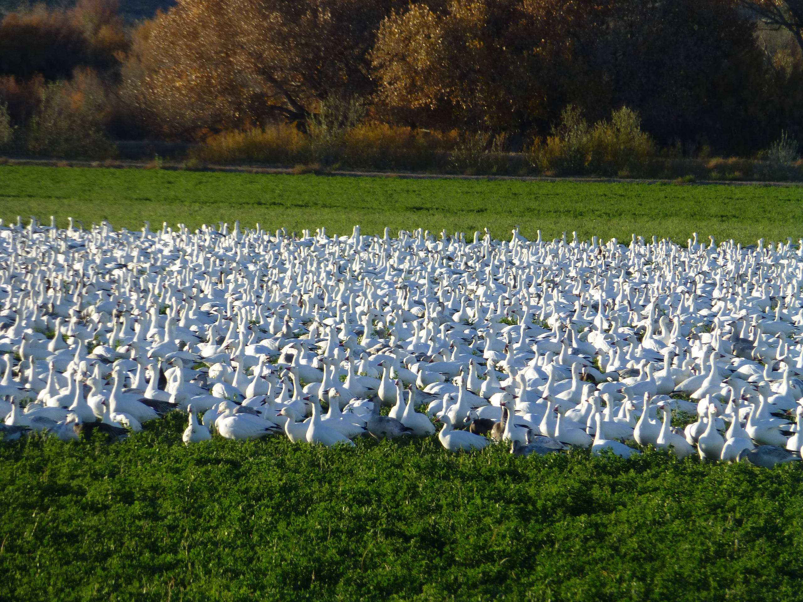 Snow and other White Geese