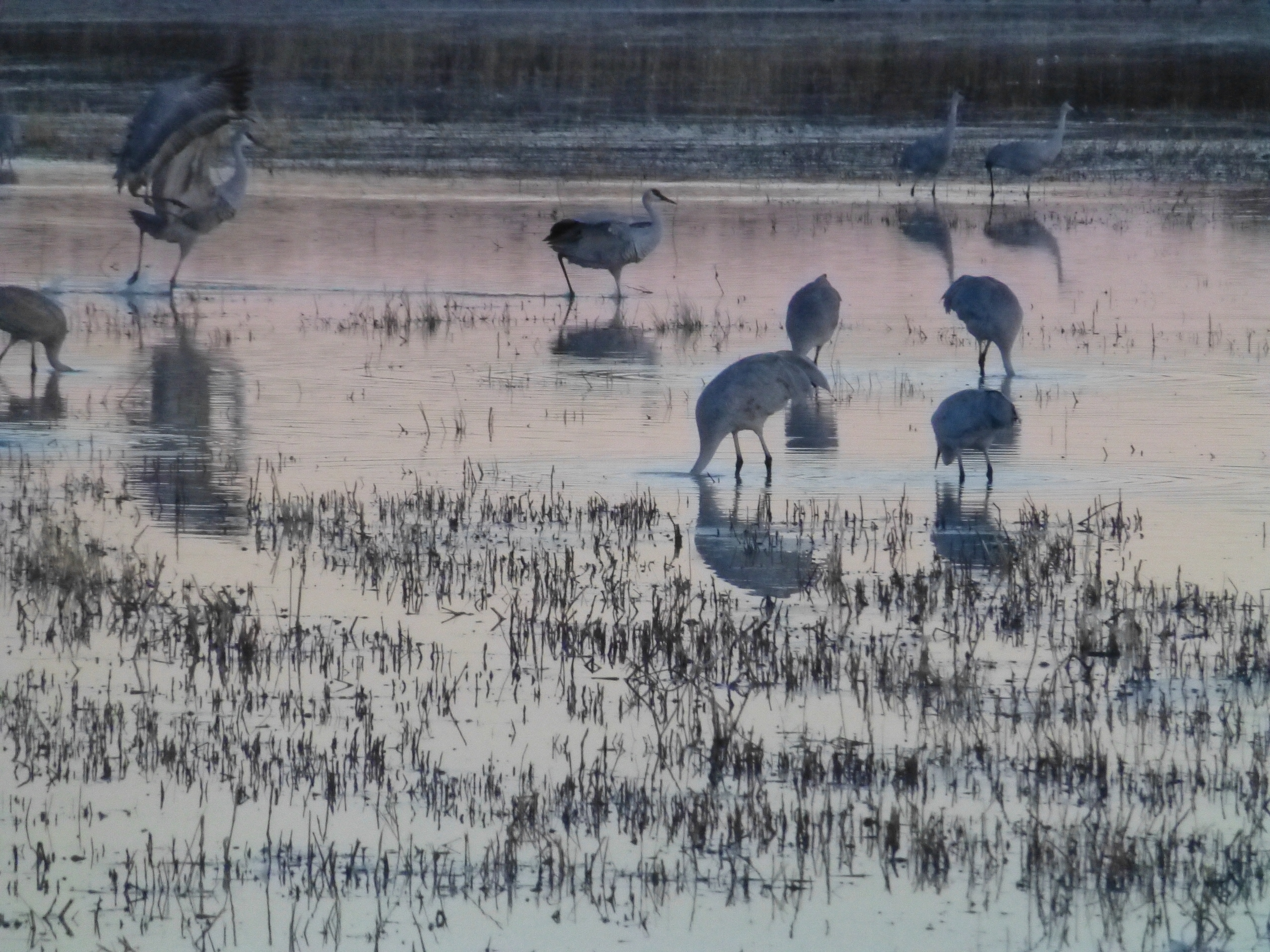 Sand Hill Cranes