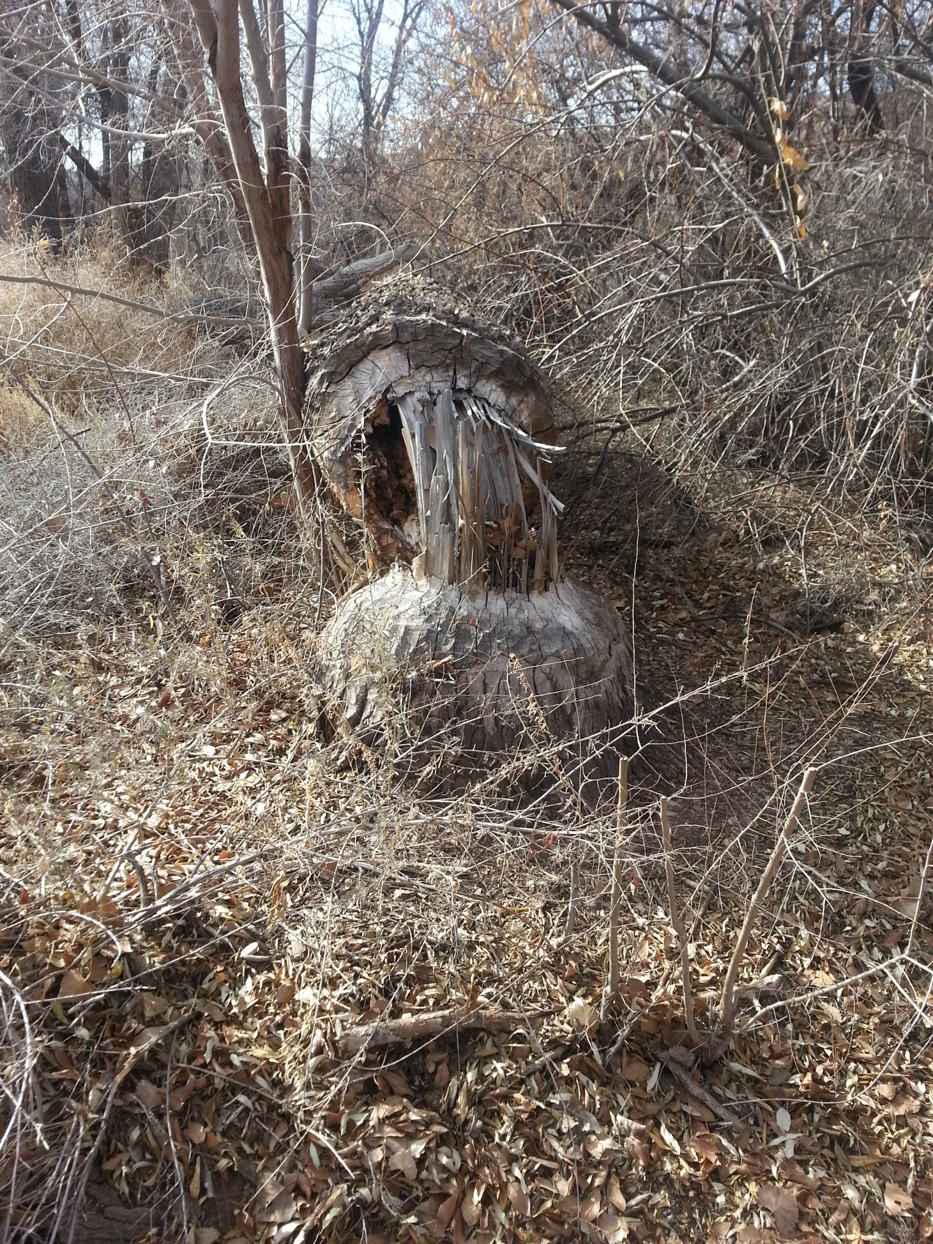Beaver Damage