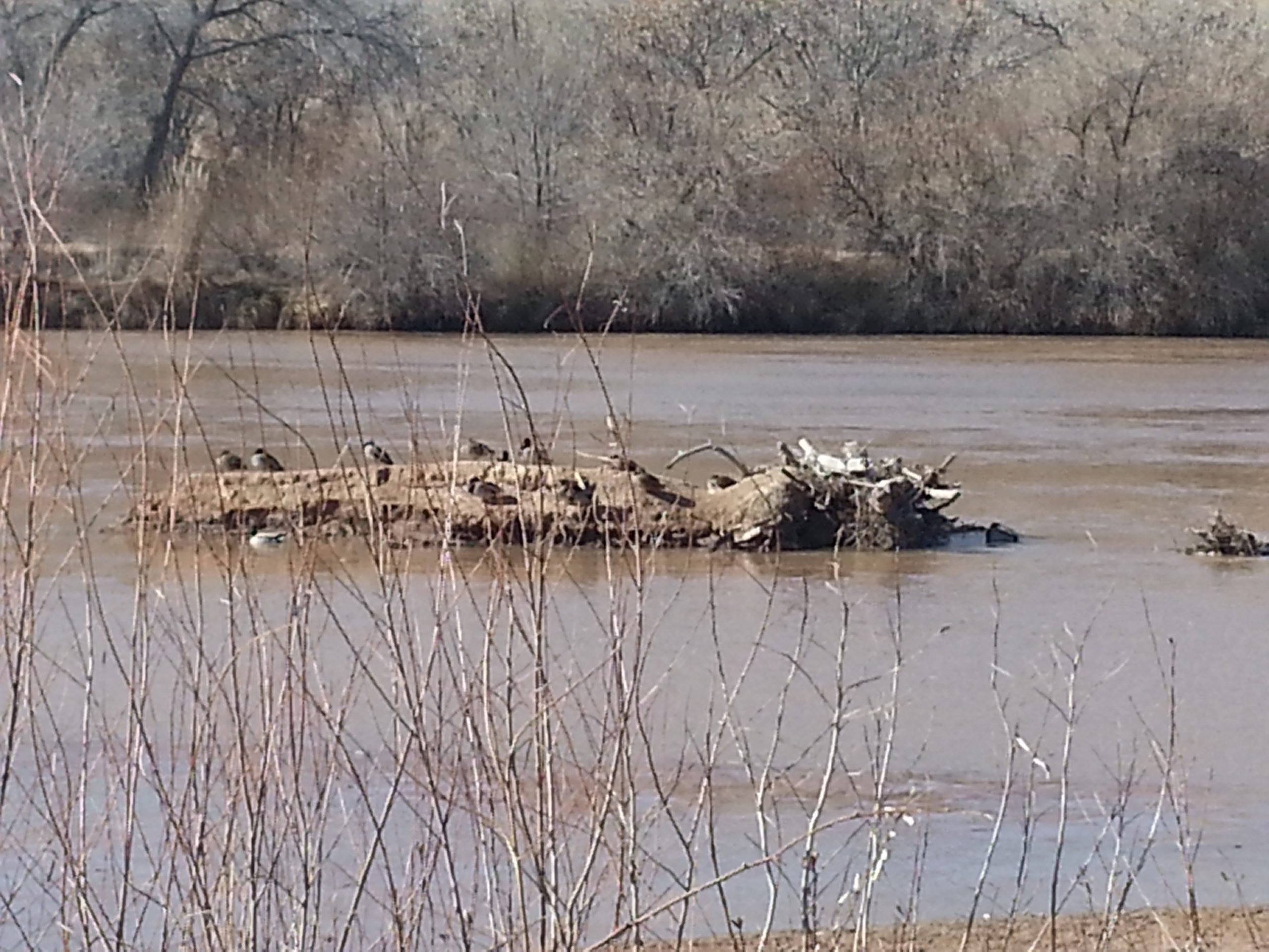 Ducks on a Sand Bar