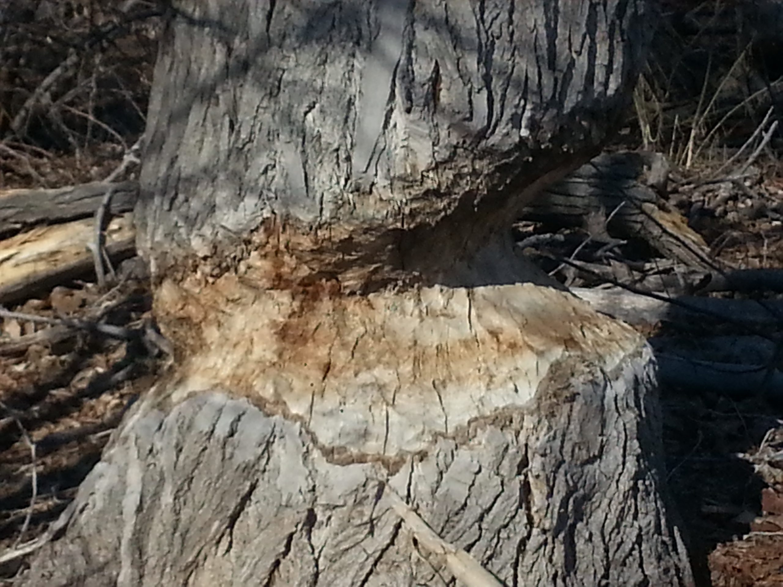 Beaver Damage