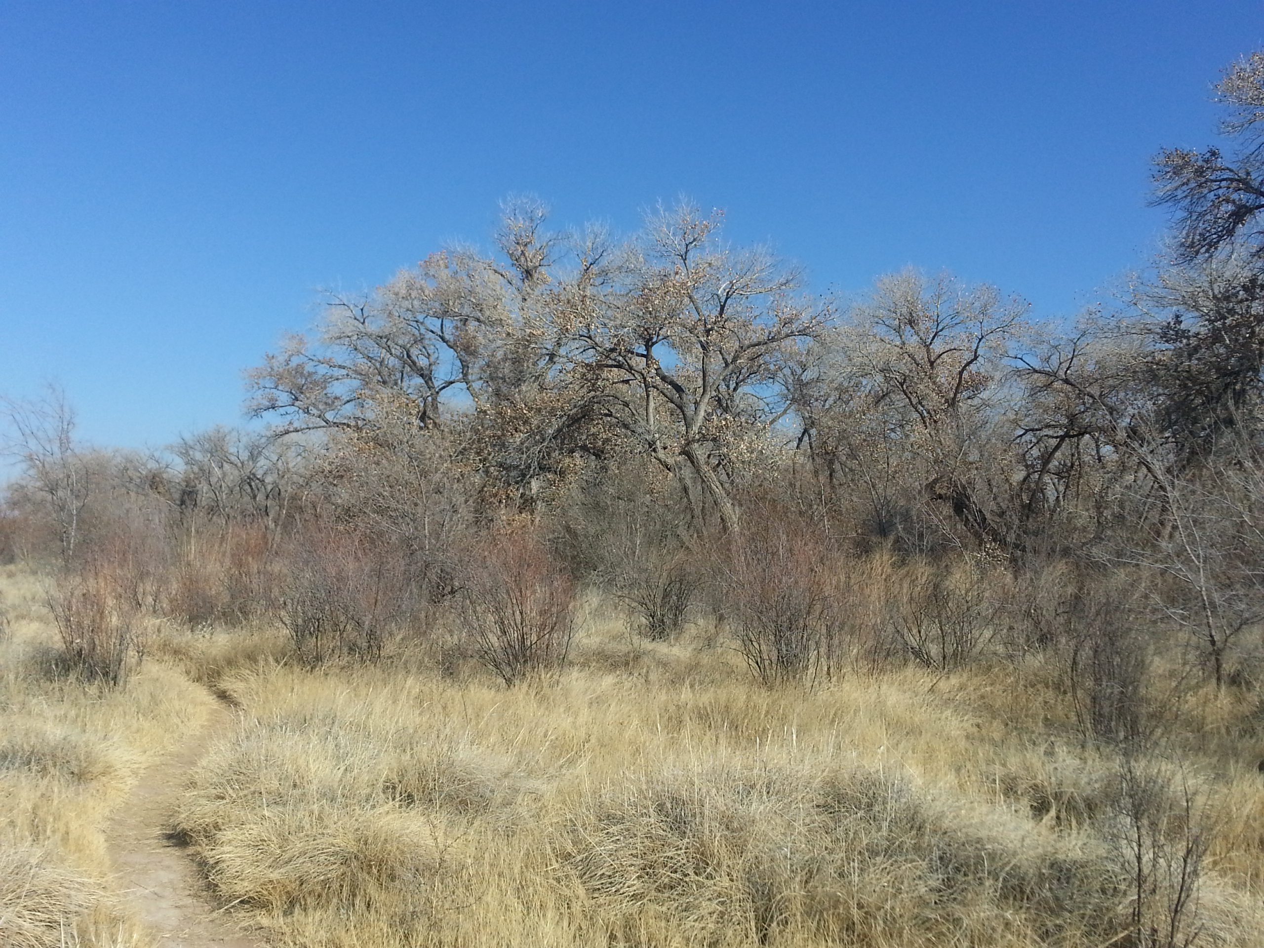Winter in the Bosque