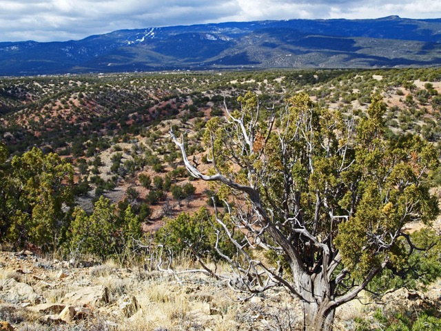 Looking east across first canyon to the Sandias