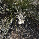 Bear Grass in Bloom