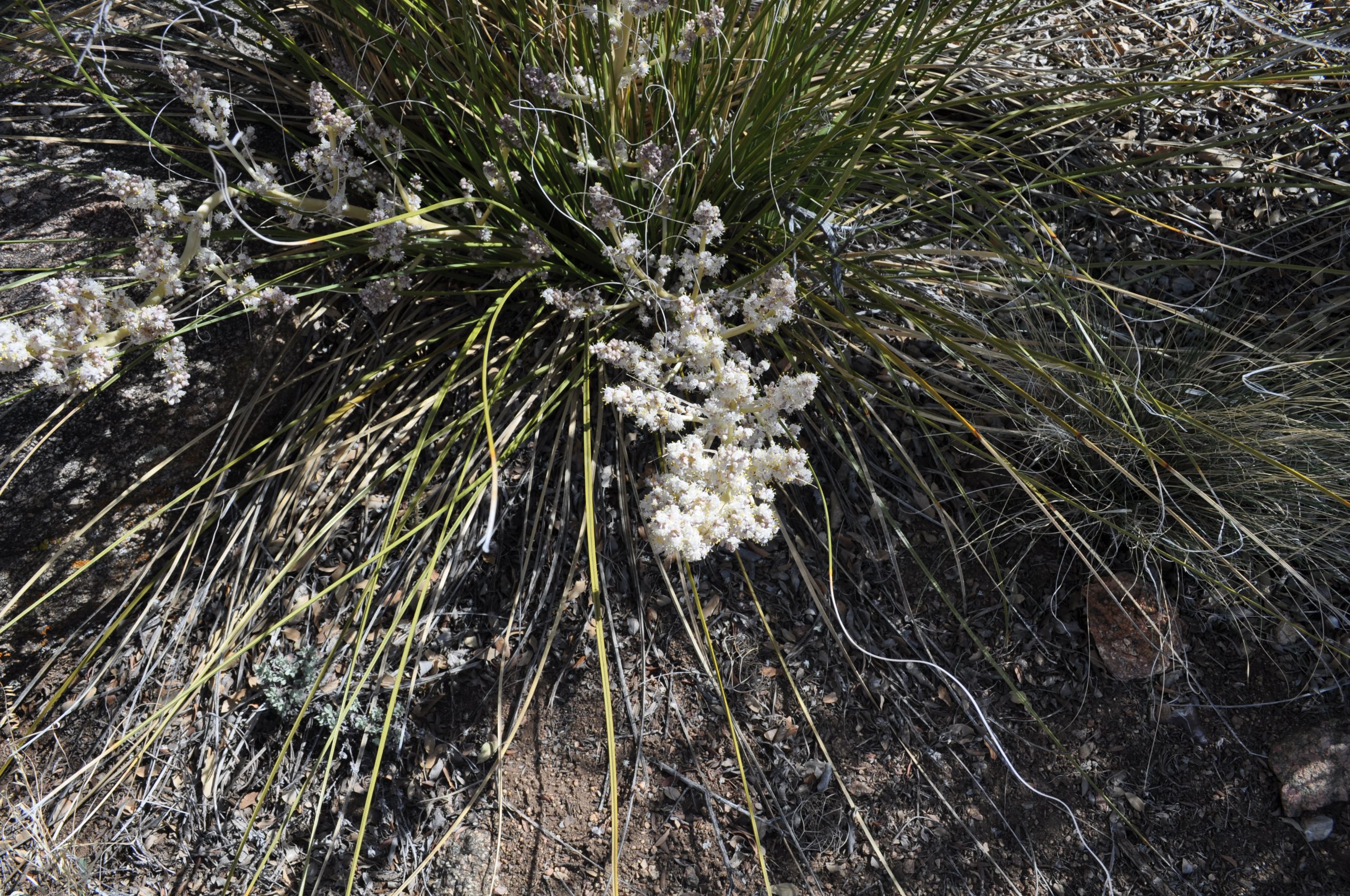 Bear Grass in Bloom