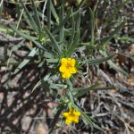 Narrow Leafed Gromwell or Puccoon