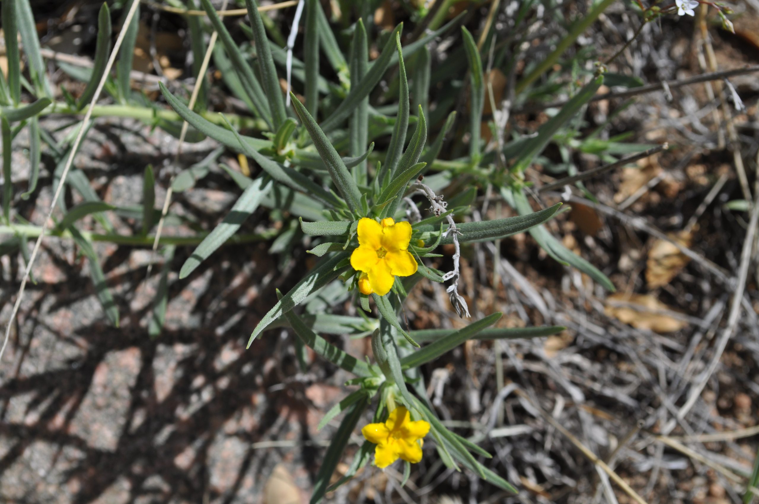 Narrow Leafed Gromwell or Puccoon