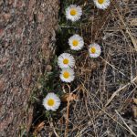 Fleabane