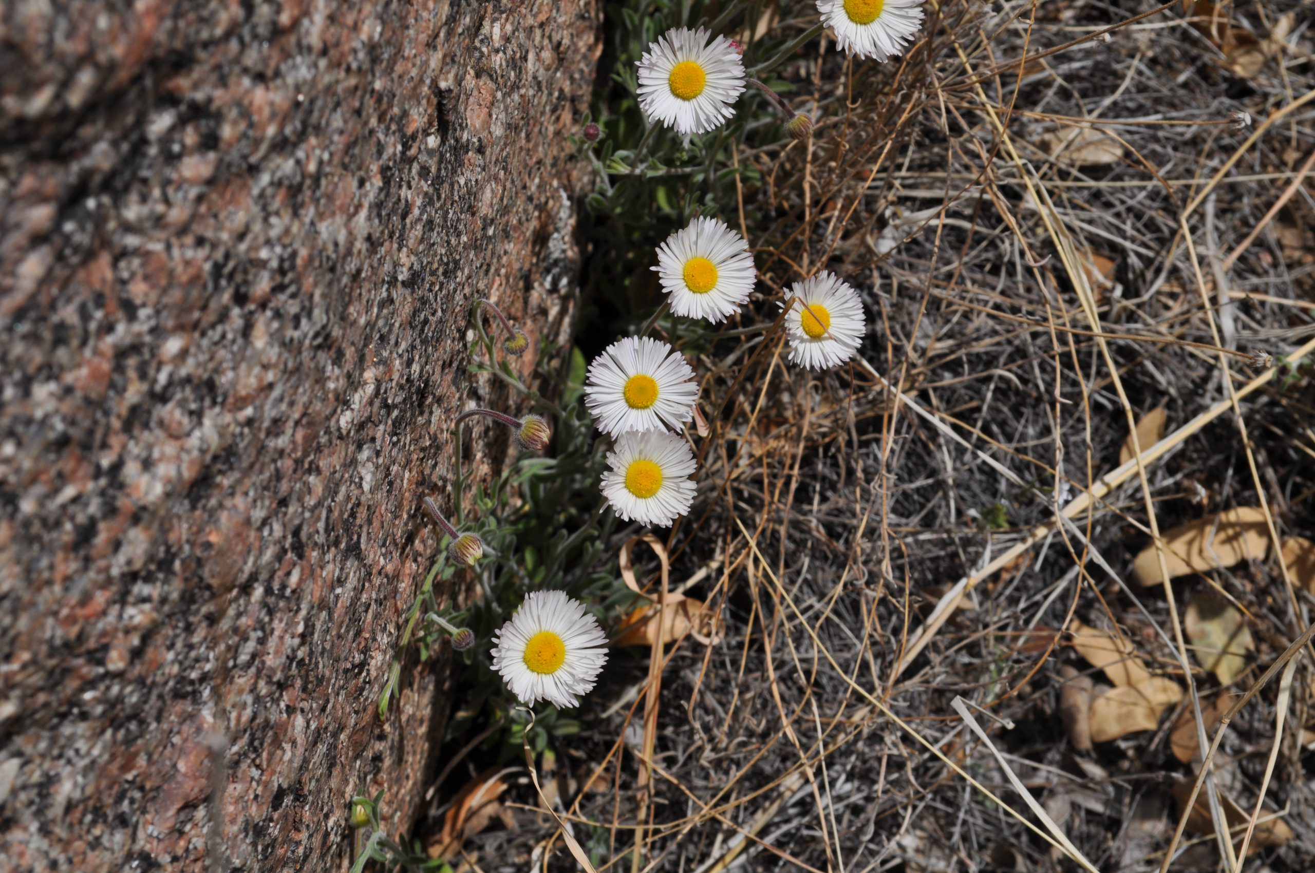 Fleabane