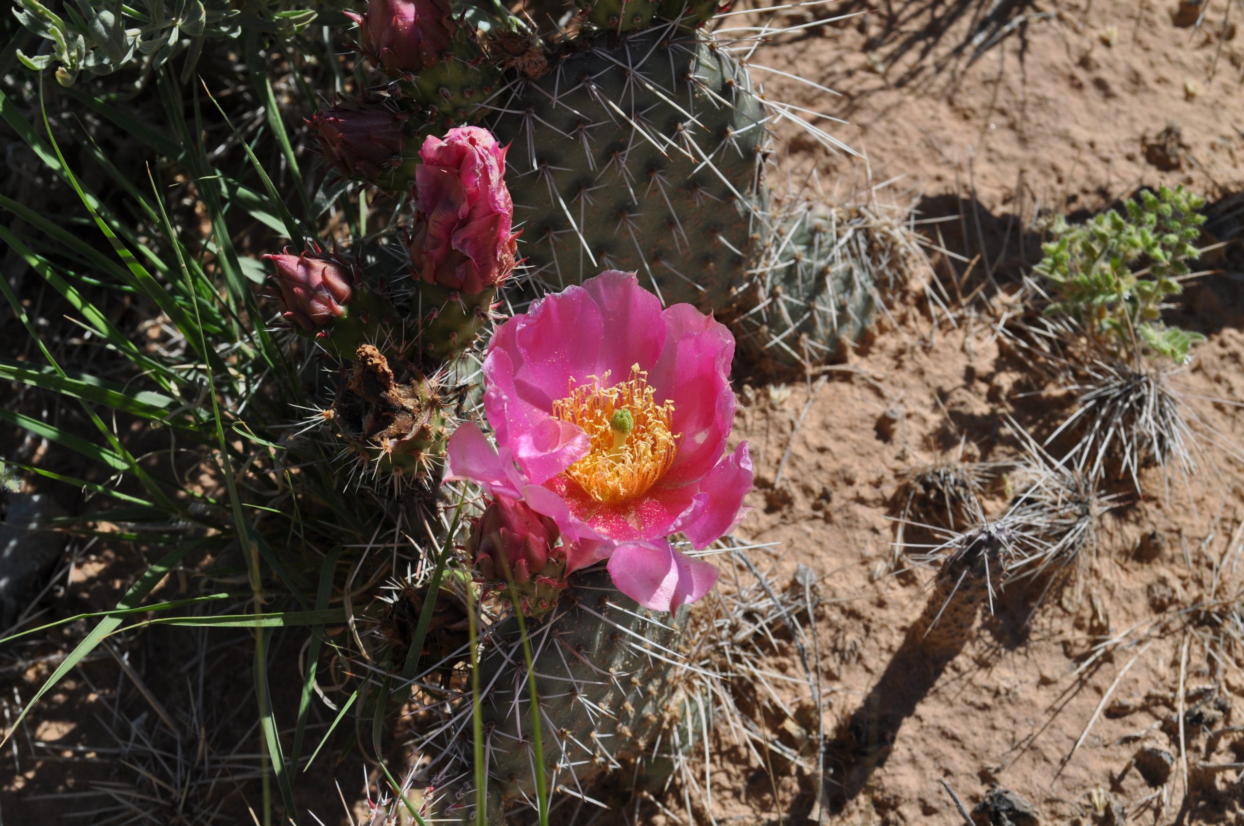 "Pink" Prickly Pear - Probably not native