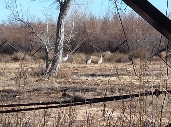Sand Hill Cranes