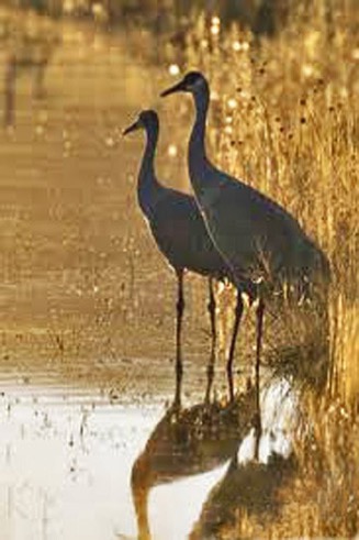 Crane Pair
