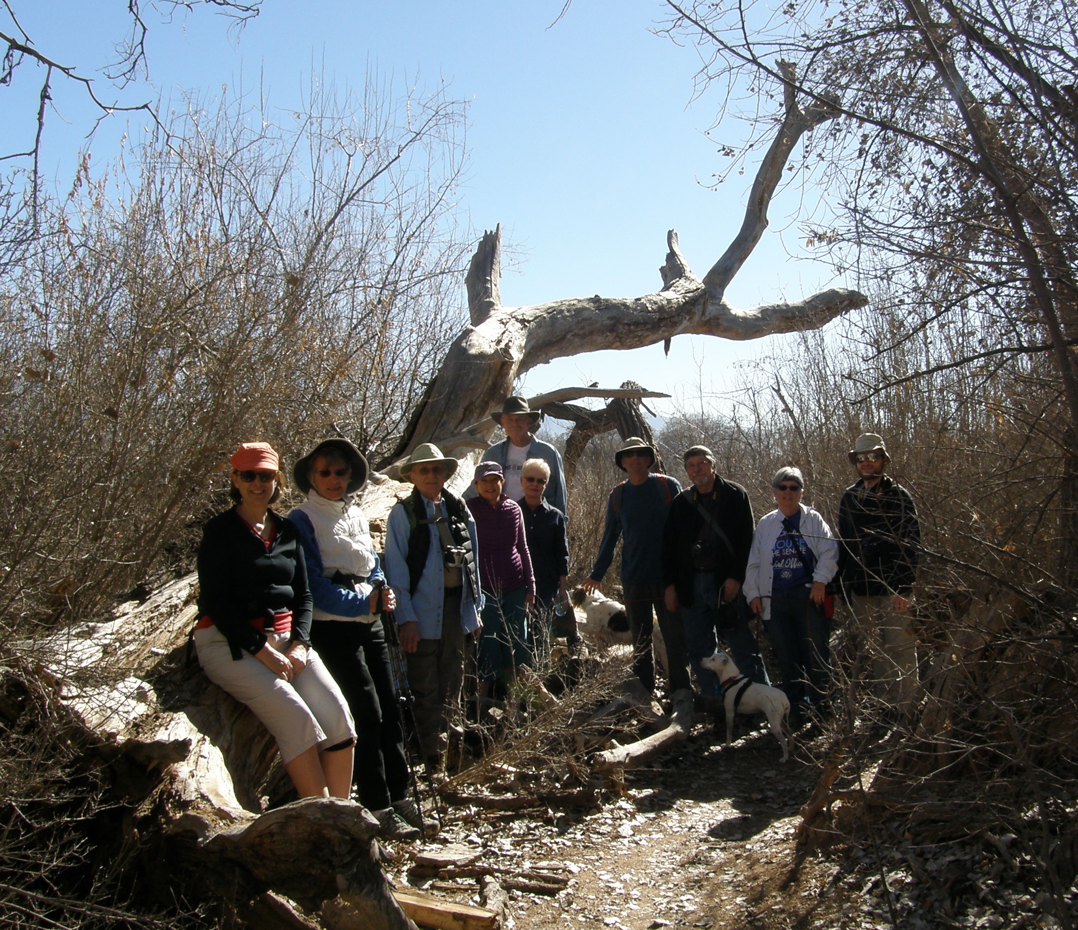 Taking a Break on a Dead Cottonwood