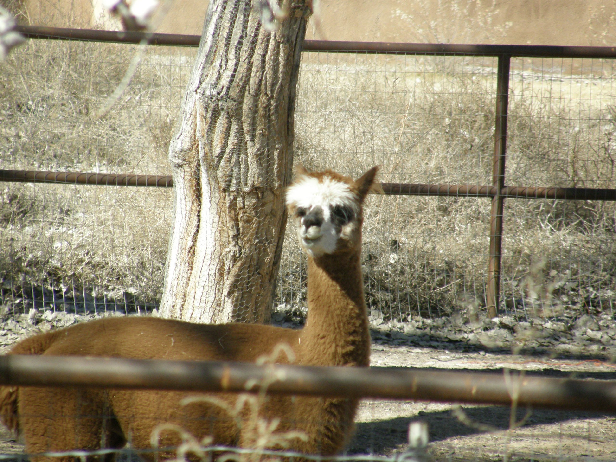 Curious Alpaca Near the Ditch